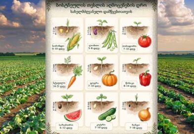 ბოსტნეული თესლის აღმოცენების დრო