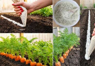 ბოსტნეულის თესვის თხევადი მეთოდი