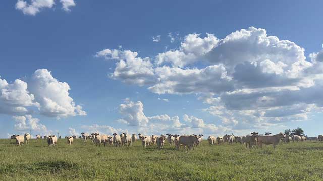 ბრაზილია