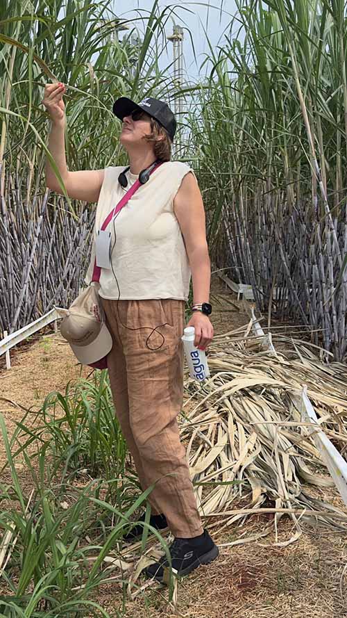 ბრაზილია