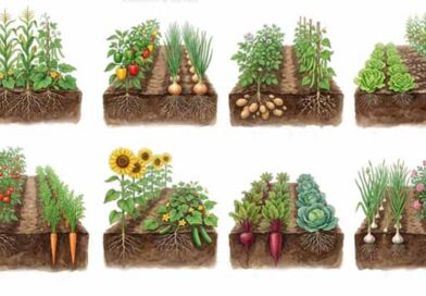 ბუნების სიმფონია მცენარეთა თანაცხოვრების ძალა