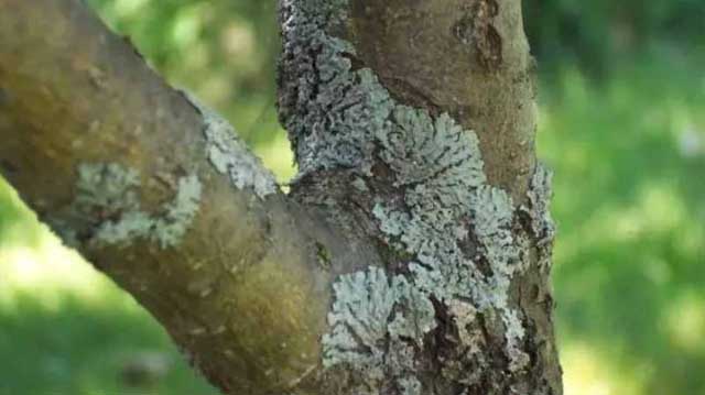 და ხავსი