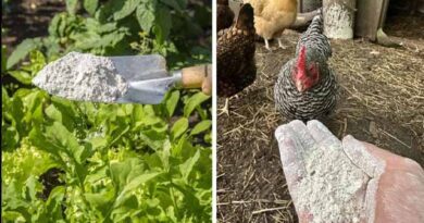 დატომიტი თქვენს ბაღსა და საფრნველში