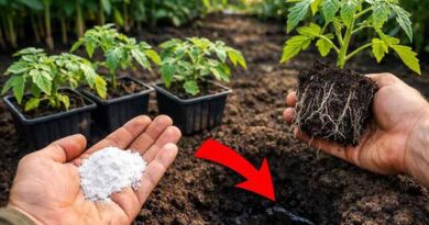 ერთი კოვზი სასუქი