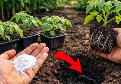 ერთი კოვზი სასუქი