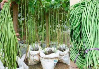 გრძელი, მწვანე ლობიო