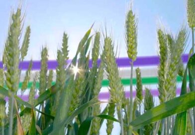 ჰიბრიდული ხორბალი