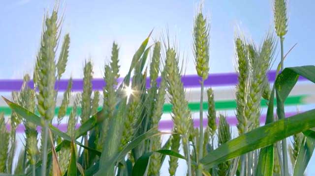 ჰიბრიდული ხორბალი