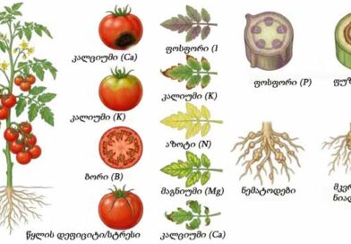 ისწავლეთ მცენარის ენა 