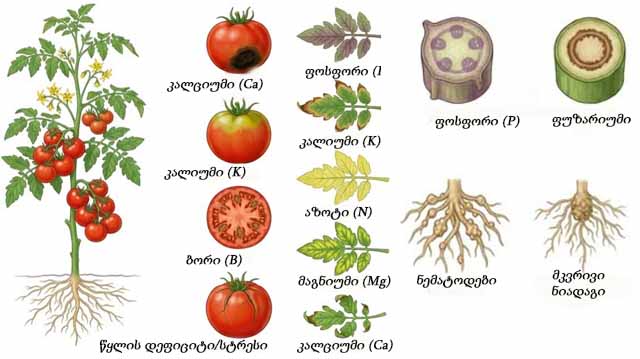 ისწავლეთ მცენარის ენა