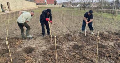 ლევილის ვენახი