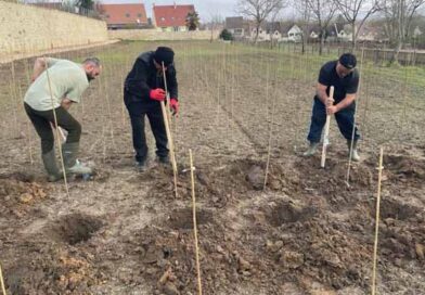 ლევილის ვენახი