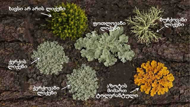 ლიქენების ტიპები