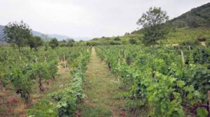 მევენახეობის განსაკუთრებული ადგილები