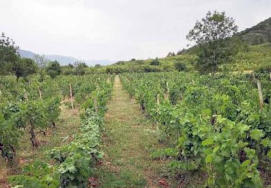 მევენახეობის განსაკუთრებული ადგილები