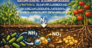 ნიადაგის ბაქტერიებია