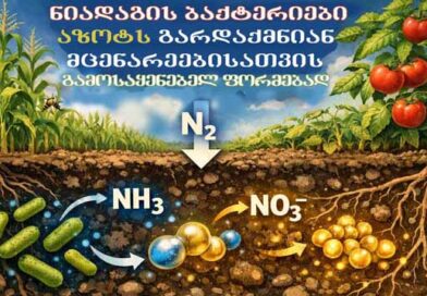 ნიადაგის ბაქტერიებია