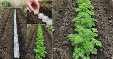 ნიახურის მოყვანა გაყინვის მეთოდით