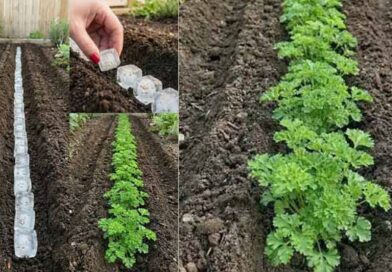 ნიახურის მოყვანა გაყინვის მეთოდით