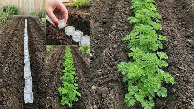 ნიახურის მოყვანა გაყინვის მეთოდით