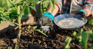 პომიდვრის ბიომეთოდებით მოვლა