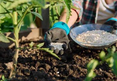 პომიდვრის ბიომეთოდებით მოვლა