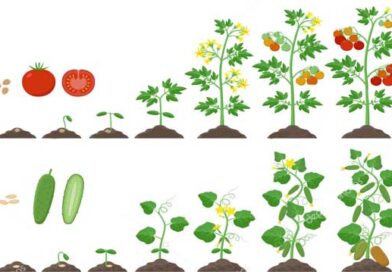 რამდენი დღეა საჭირო დათესვიდან მოსავლის აღებადე