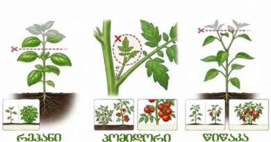 როგორ ვმართოთ მცენარის ენერგია,