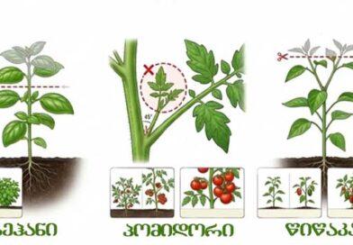 როგორ ვმართოთ მცენარის ენერგია,