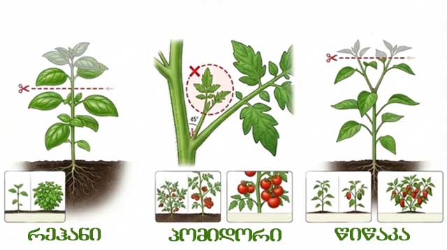 როგორ ვმართოთ მცენარის ენერგია,