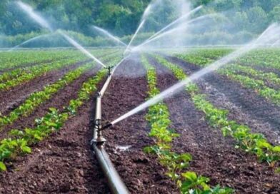 სარწყავი სეზონი და ბიუროკრატიული ლაბირინთები