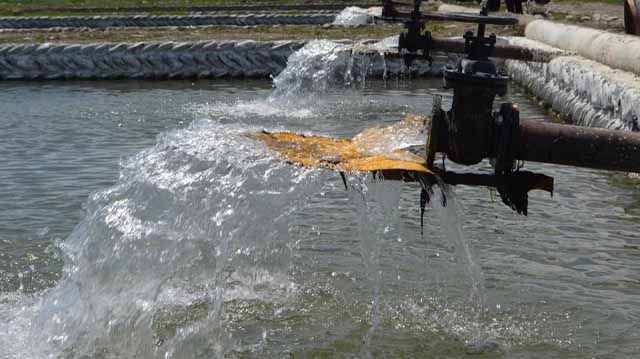 სატბორე მეურნეობა