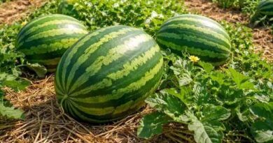 საზამთროს წარმოების სახელმძღვანელო