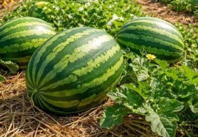 საზამთროს წარმოების სახელმძღვანელო