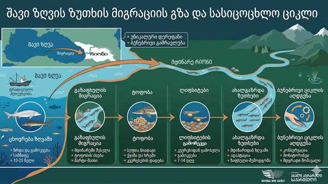 შავი ზღვის „ცოცხალი განძი“
