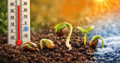 თესლის აღმოცენების თერმომეტრი