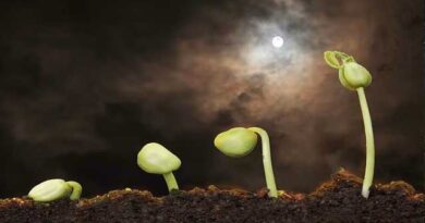 თესვა მთვარის ფაზების მიხედვით