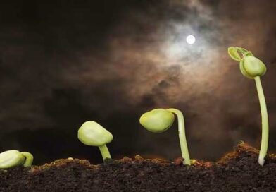 თესვა მთვარის ფაზების მიხედვით