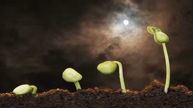 თესვა მთვარის ფაზების მიხედვით