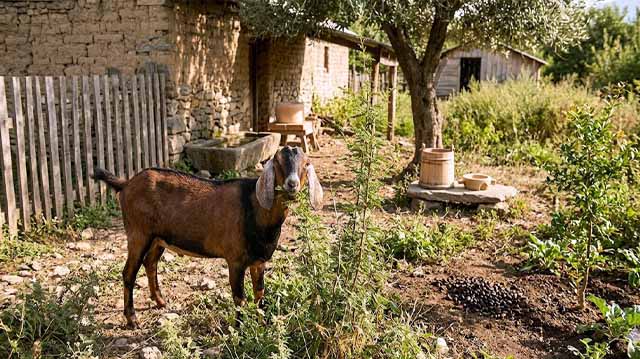 თხა ჩვენი საკარმიდამოს მეგობარი