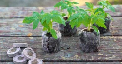 ტორფის აბებილკასდლფალსდ