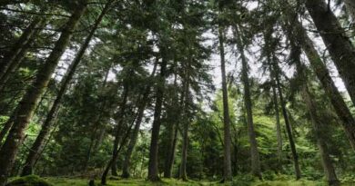 ტყე სტრატეგიული რესურსია