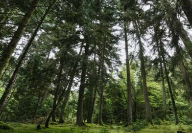 ტყე სტრატეგიული რესურსია