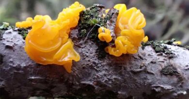 AI ფერმერი და თანამედროვე სოფლის მეურნეობა