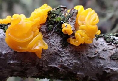 AI ფერმერი და თანამედროვე სოფლის მეურნეობა