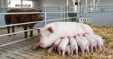 დიუროკი და TN70