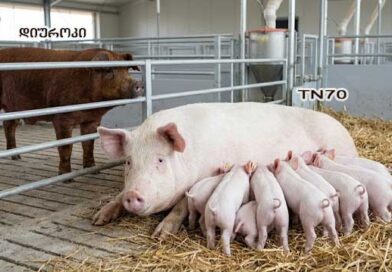 დიუროკი და TN70