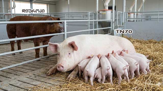 დიუროკი და TN70