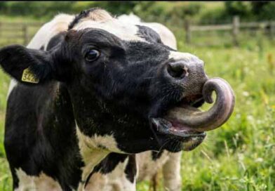 ენის ტრიალი და დახვევა მსხვილფეხა პირუტყვში