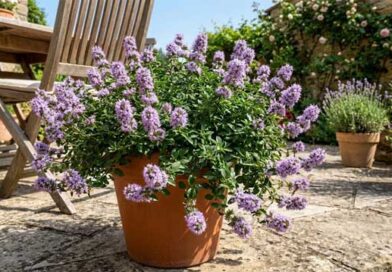 ევროპული ომბალო